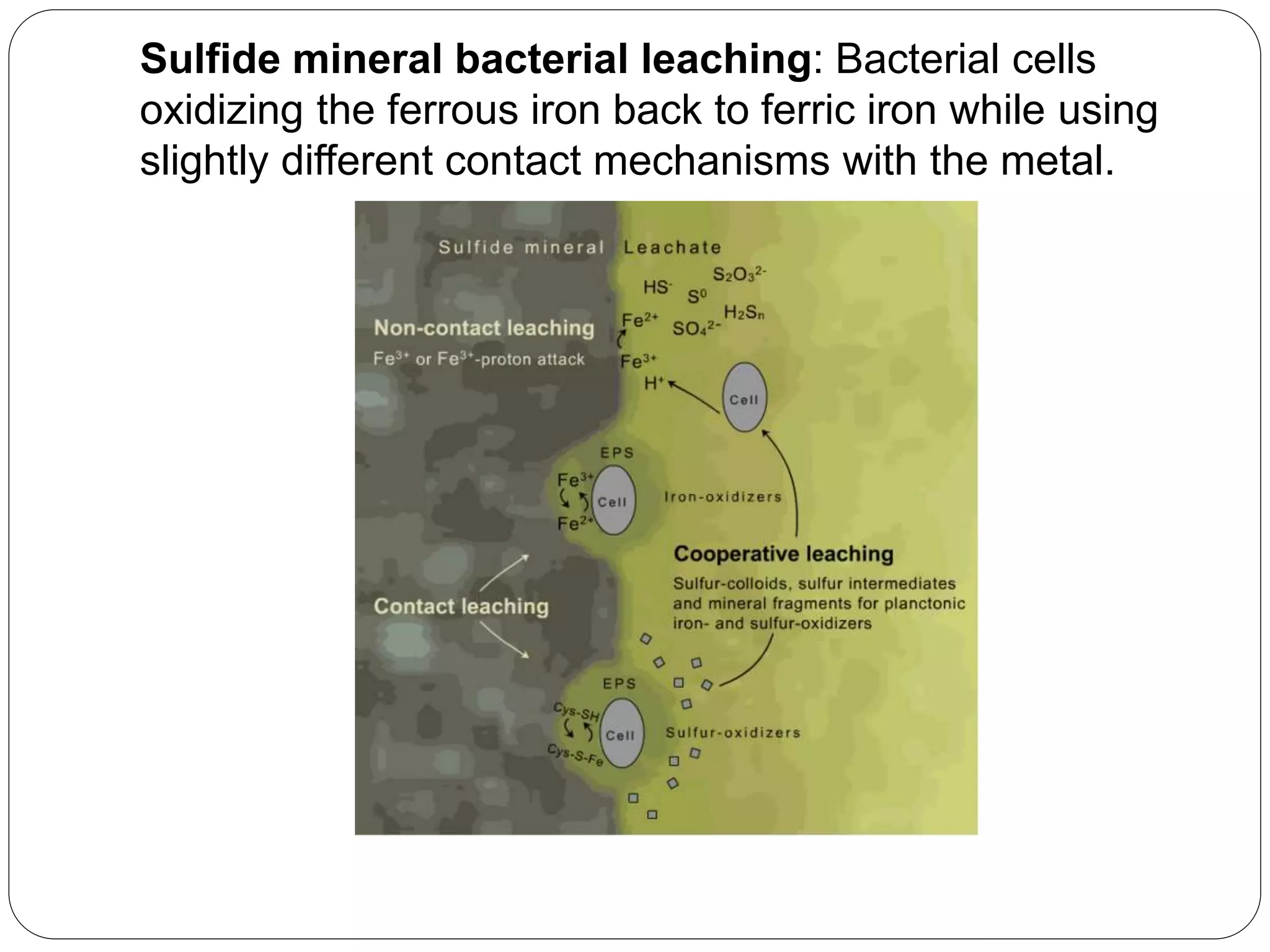 Sulfide mineral bacterial leaching: Bacterial cells
oxidizing the ferrous iron back to ferric iron while using
slightly different contact mechanisms with the metal.
 