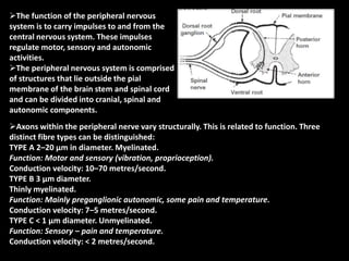 The function of the peripheral nervous
system is to carry impulses to and from the
central nervous system. These impulses
regulate motor, sensory and autonomic
activities.
The peripheral nervous system is comprised
of structures that lie outside the pial
membrane of the brain stem and spinal cord
and can be divided into cranial, spinal and
autonomic components.
Axons within the peripheral nerve vary structurally. This is related to function. Three
distinct fibre types can be distinguished:
TYPE A 2–20 μm in diameter. Myelinated.
Function: Motor and sensory (vibration, proprioception).
Conduction velocity: 10–70 metres/second.
TYPE B 3 μm diameter.
Thinly myelinated.
Function: Mainly preganglionic autonomic, some pain and temperature.
Conduction velocity: 7–5 metres/second.
TYPE C < 1 μm diameter. Unmyelinated.
Function: Sensory – pain and temperature.
Conduction velocity: < 2 metres/second.
 