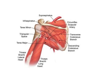 Left Parascapular Parascapular and free fibula flaps | PPTX