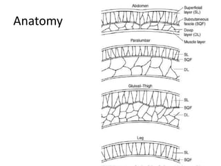 Anatomy
 