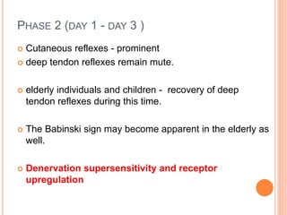 PHASE 2 (DAY 1 - DAY 3 )
 Cutaneous reflexes - prominent
 deep tendon reflexes remain mute.
 elderly individuals and children - recovery of deep
tendon reflexes during this time.
 The Babinski sign may become apparent in the elderly as
well.
 Denervation supersensitivity and receptor
upregulation
 