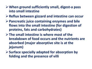 When ground sufficiently small, digest-a pass
into small intestine
Reflux between gizzard and intestine can occur
Pancreatic juice containing enzymes and bile
flows into the small intestine (for digestion of
proteins, fats and carbohydrates)
The small intestine is where most of the
breakdown of food occurs and the nutrients are
absorbed (major absorptive site is at the
jejunum)
Surface specially adapted for absorption by
folding and the presence of villi
 