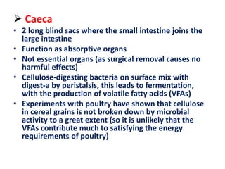  Caeca
• 2 long blind sacs where the small intestine joins the
large intestine
• Function as absorptive organs
• Not essential organs (as surgical removal causes no
harmful effects)
• Cellulose-digesting bacteria on surface mix with
digest-a by peristalsis, this leads to fermentation,
with the production of volatile fatty acids (VFAs)
• Experiments with poultry have shown that cellulose
in cereal grains is not broken down by microbial
activity to a great extent (so it is unlikely that the
VFAs contribute much to satisfying the energy
requirements of poultry)
 