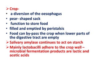 Crop-
• a diversion of the oesophagus
• pear- shaped sack
• function to store food
• filled and emptied by peristalsis
• Food can by-pass the crop when lower parts of
the digestive tract are empty
Salivary amylase continues to act on starch
Mainly lactobacilli adhere to the crop wall –
microbial fermentation products are lactic and
acetic acids
 