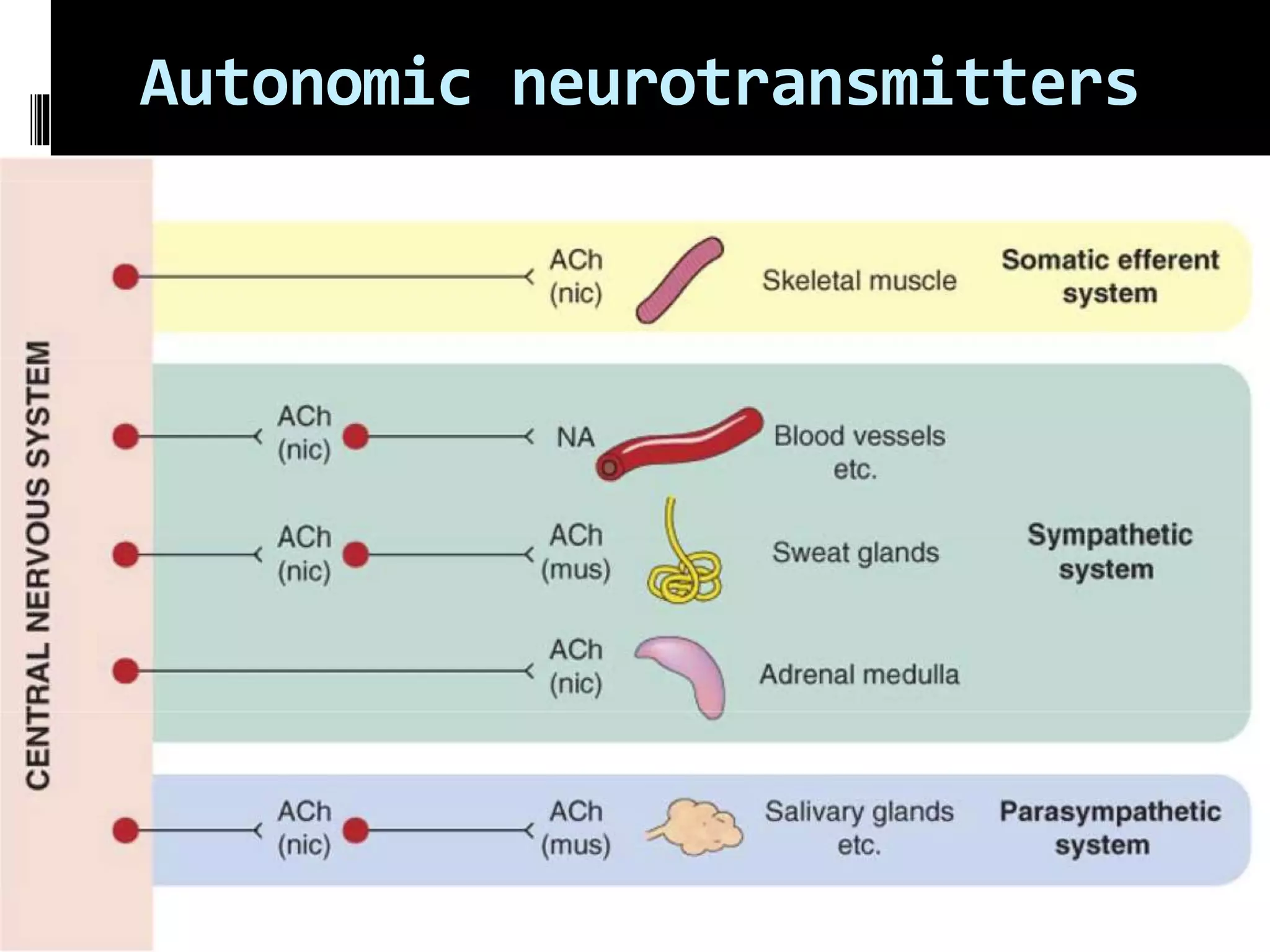 Autonomic Nervous System (ANS) - Anatomy and Physiology | PPTX