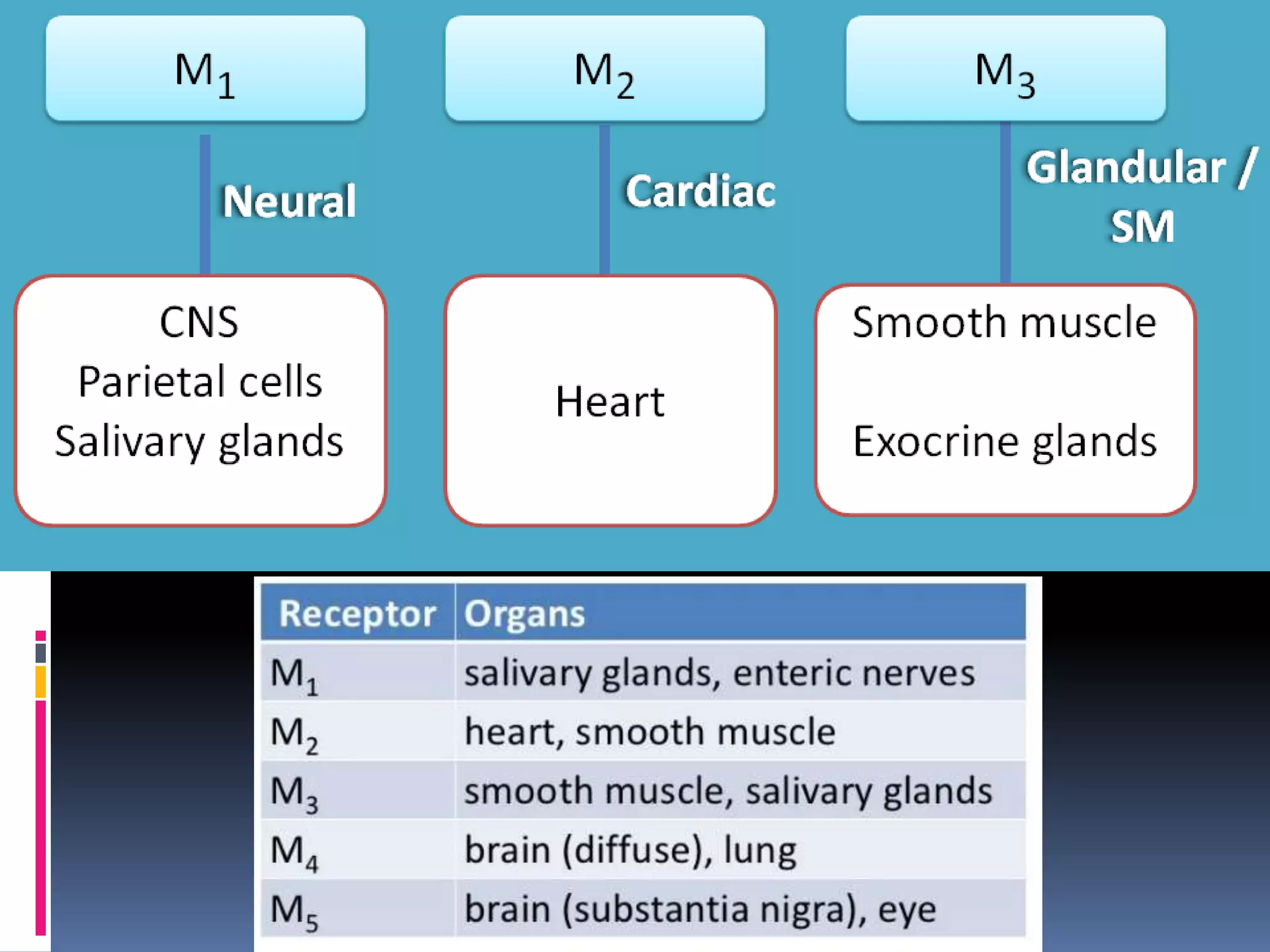 Autonomic Nervous System (ANS) - Anatomy and Physiology | PPTX