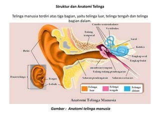 Struktur dan Anatomi Telinga

Telinga manusia terdiri atas tiga bagian, yaitu telinga luar, telinga tengah dan telinga
                                    bagian dalam.




                         Gambar : Anatomi telinga manusia
 