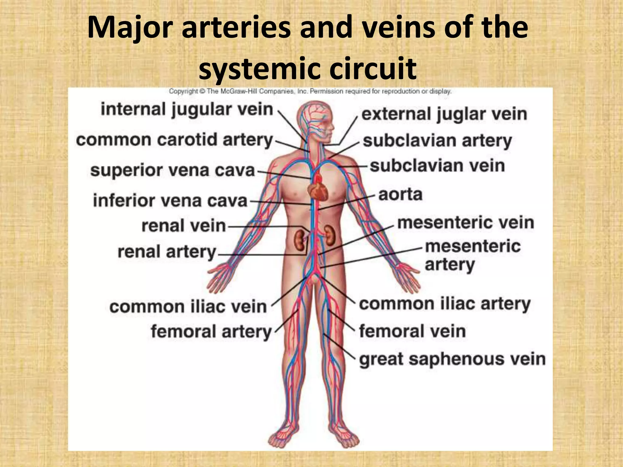 Major arteries and veins of the
systemic circuit
 