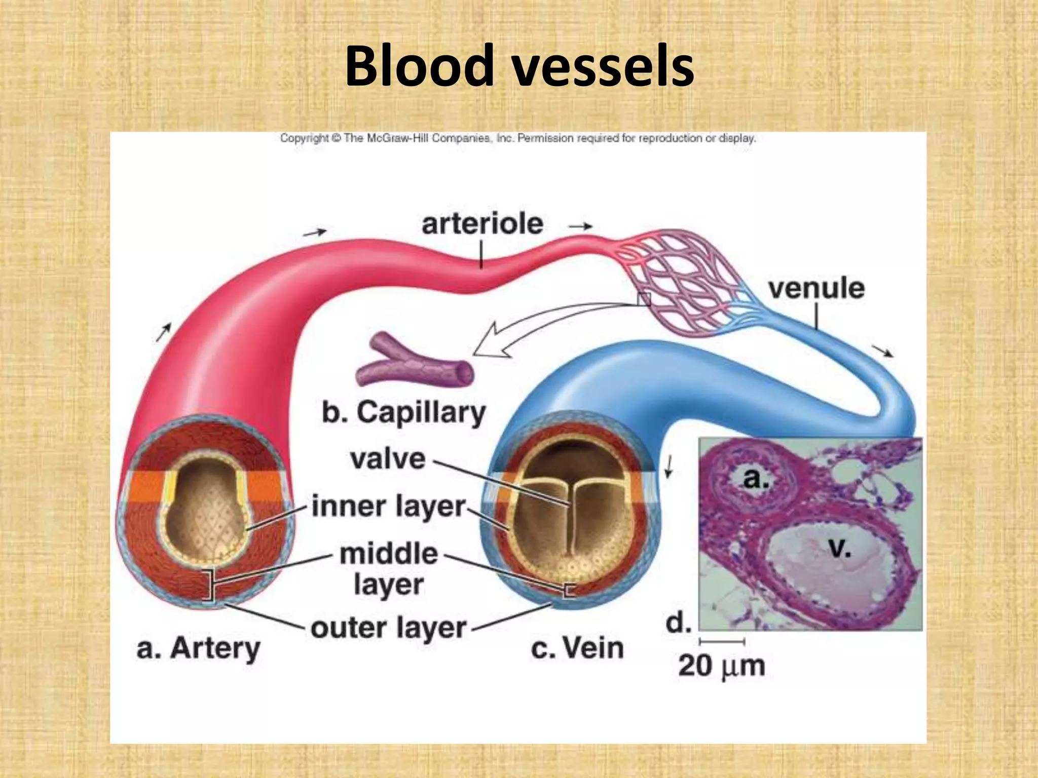 Blood vessels
 