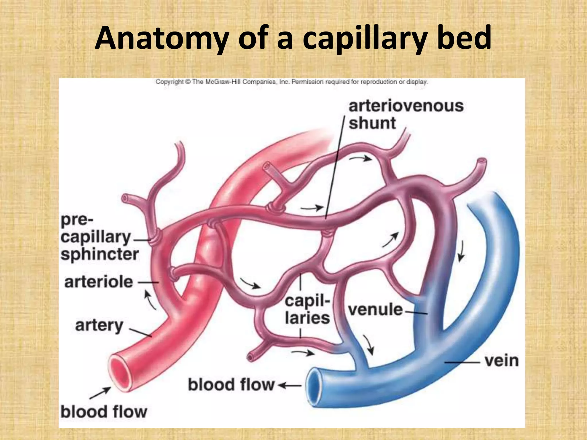 Anatomy of a capillary bed
 