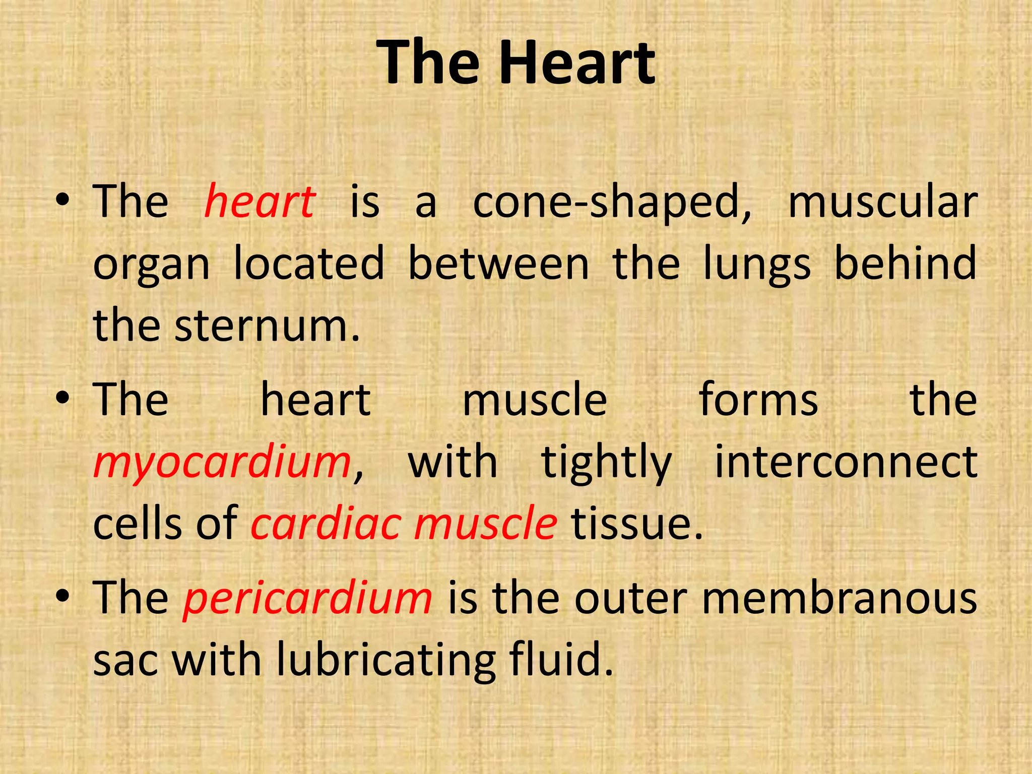 • The heart is a cone-shaped, muscular
organ located between the lungs behind
the sternum.
• The heart muscle forms the
myocardium, with tightly interconnect
cells of cardiac muscle tissue.
• The pericardium is the outer membranous
sac with lubricating fluid.
The Heart
 