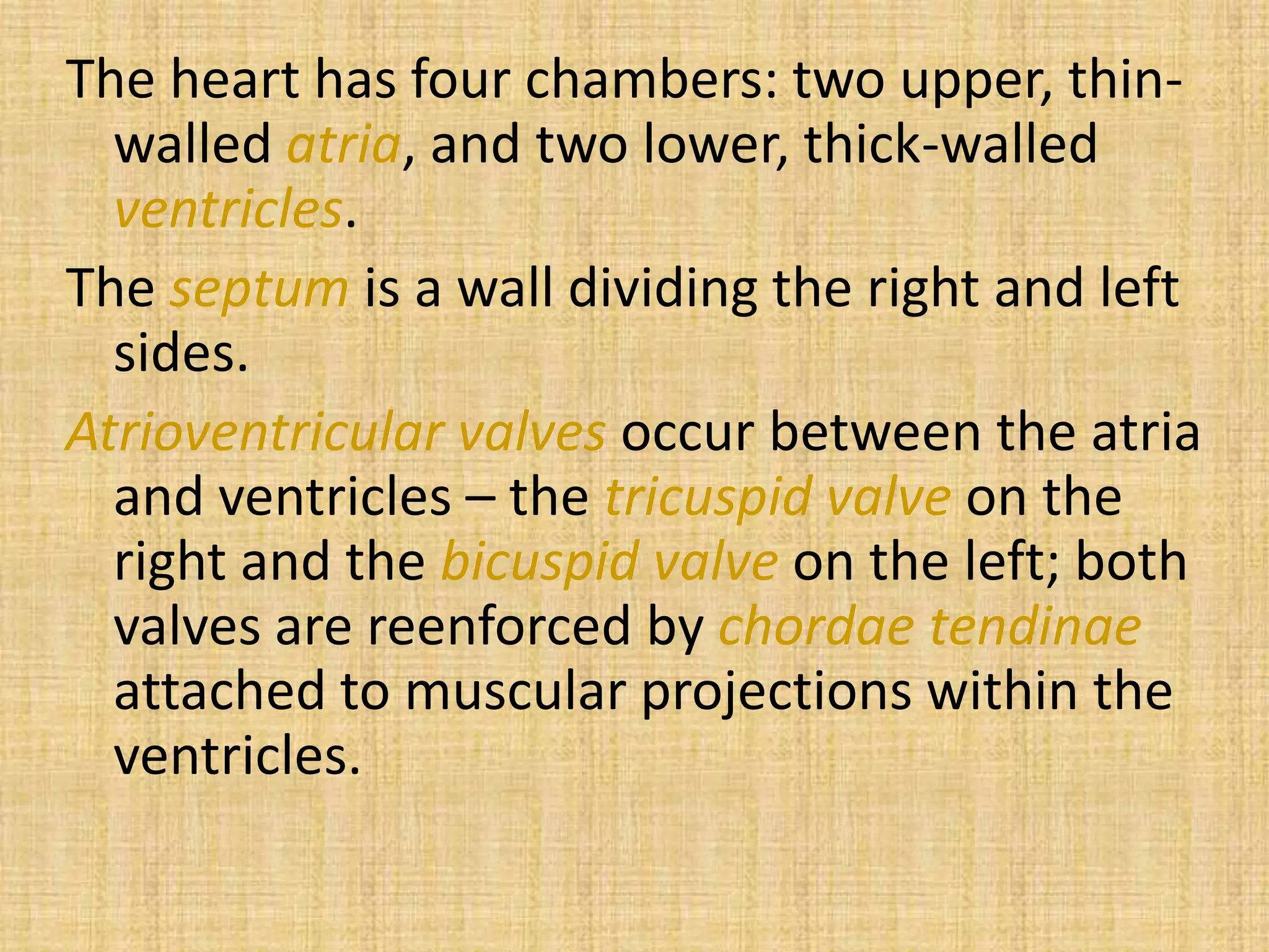The heart has four chambers: two upper, thin-
walled atria, and two lower, thick-walled
ventricles.
The septum is a wall dividing the right and left
sides.
Atrioventricular valves occur between the atria
and ventricles – the tricuspid valve on the
right and the bicuspid valve on the left; both
valves are reenforced by chordae tendinae
attached to muscular projections within the
ventricles.
 