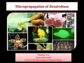 Micropropagation of Dendrobium
Manglam Arya
Ad no.-2014-11-102
Centre for Plant Biotechnolgy and Molecular Biology
 