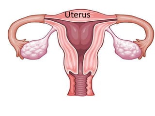 Uterus
 