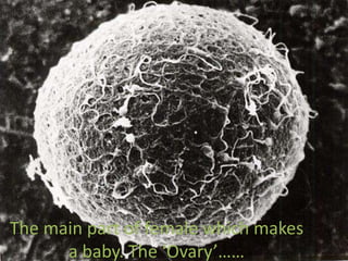 The main part of female which makes
a baby. The ‘Ovary’……
 