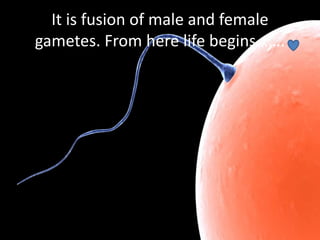 It is fusion of male and female
gametes. From here life begins…….
 