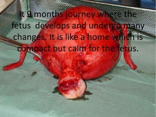 It 9 months journey where the
fetus develops and undergo many
changes. It is like a home which is
compact but calm for the fetus.
 