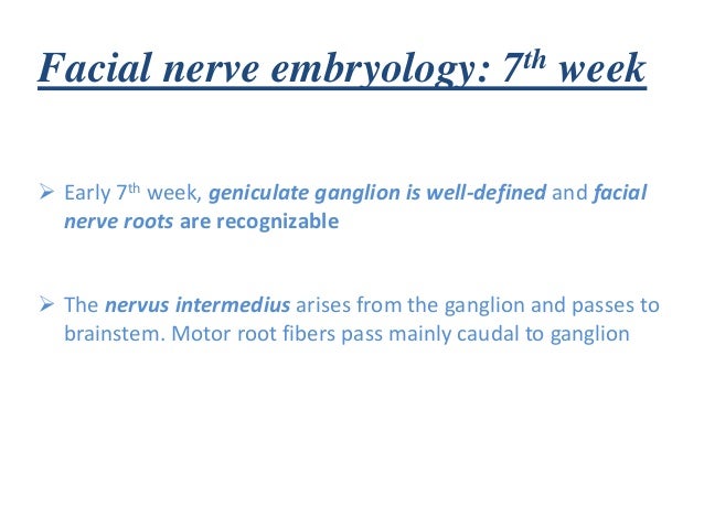 facial nerve:neuroanatomy