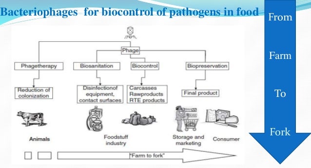 reduction salmonella 7 log in Applications Food its and Bacteriophage reduction salmonella 7 log in Applications Food its and Bacteriophage