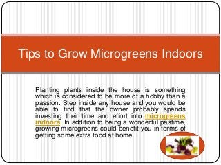 Planting plants inside the house is something
which is considered to be more of a hobby than a
passion. Step inside any house and you would be
able to find that the owner probably spends
investing their time and effort into microgreens
indoors. In addition to being a wonderful pastime,
growing microgreens could benefit you in terms of
getting some extra food at home.
Tips to Grow Microgreens Indoors
 