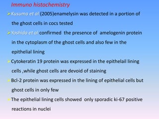 Immuno histochemistry
Kusuma et al (2005)enamelysin was detected in a portion of
the ghost cells in cocs tested
Yoshida et al confirmed the presence of amelogenin protein
in the cytoplasm of the ghost cells and also few in the
epithelial lining
Cytokeratin 19 protein was expressed in the epithelail lining
cells ,while ghost cells are devoid of staining
Bcl-2 protein was expressed in the lining of epithelial cells but
ghost cells in only few
The epithelial lining cells showed only sporadic ki-67 positive
reactions in nuclei
 