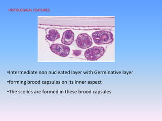 •Intermediate non nucleated layer with Germinative layer
•forming brood capsules on its inner aspect
•The scolies are formed in these brood capsules
HISTOLOGICAL FEATURES
 