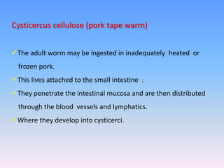 Cysticercus cellulose (pork tape warm)
The adult worm may be ingested in inadequately heated or
frozen pork.
This lives attached to the small intestine .
They penetrate the intestinal mucosa and are then distributed
through the blood vessels and lymphatics.
Where they develop into cysticerci.
 