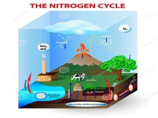 nutrient cycles powerpoint presentation