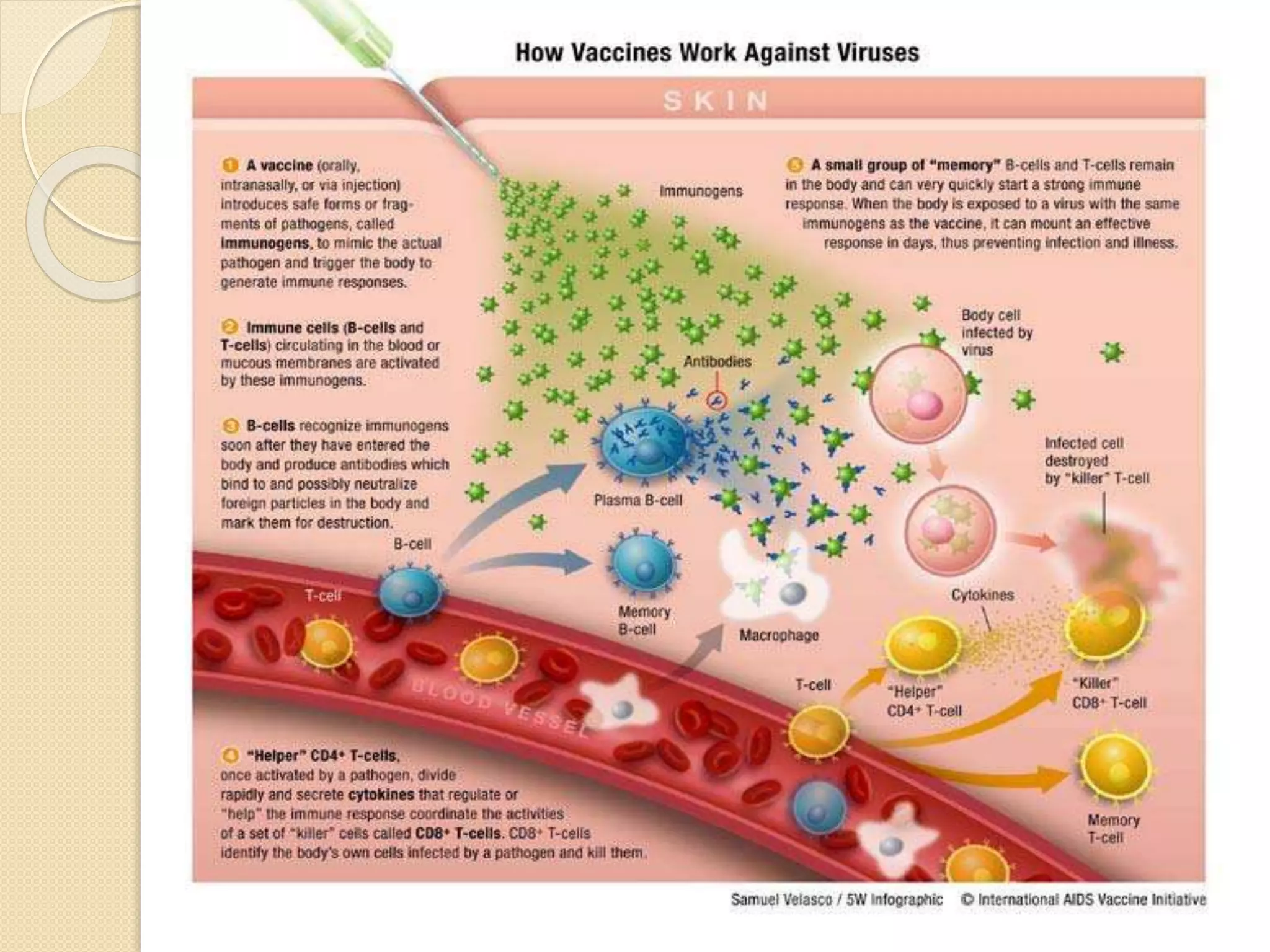 How vaccines work against
viruses
 