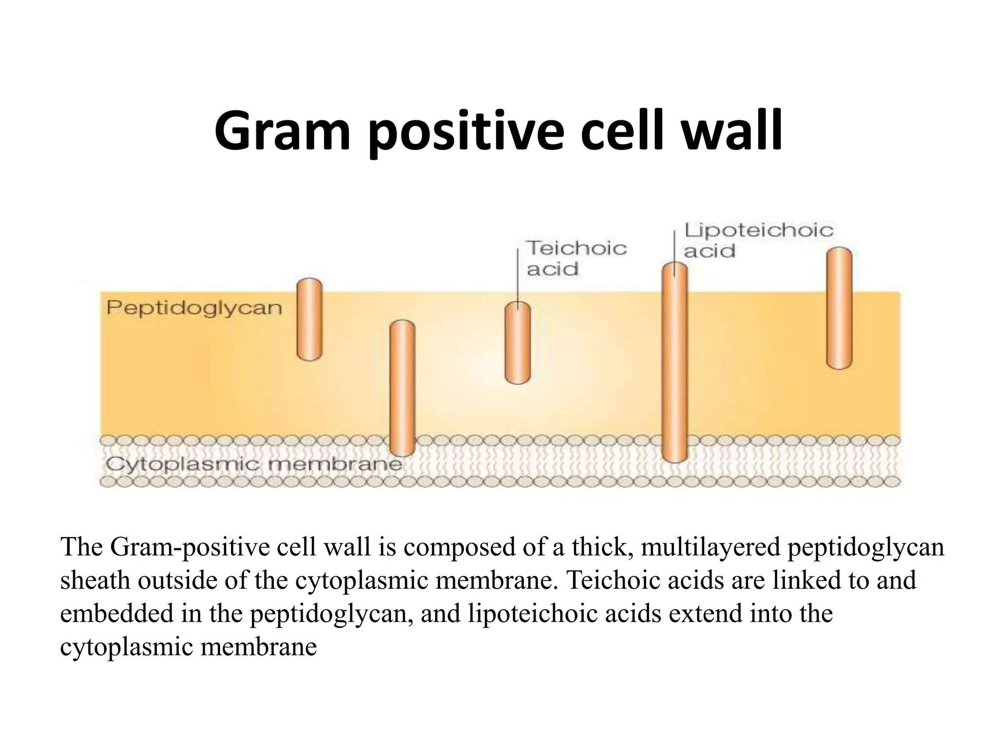 Gram positive cell wall
The Gram-positive cell wall is composed of a thick, multilayered peptidoglycan
sheath outside of the cytoplasmic membrane. Teichoic acids are linked to and
embedded in the peptidoglycan, and lipoteichoic acids extend into the
cytoplasmic membrane
 