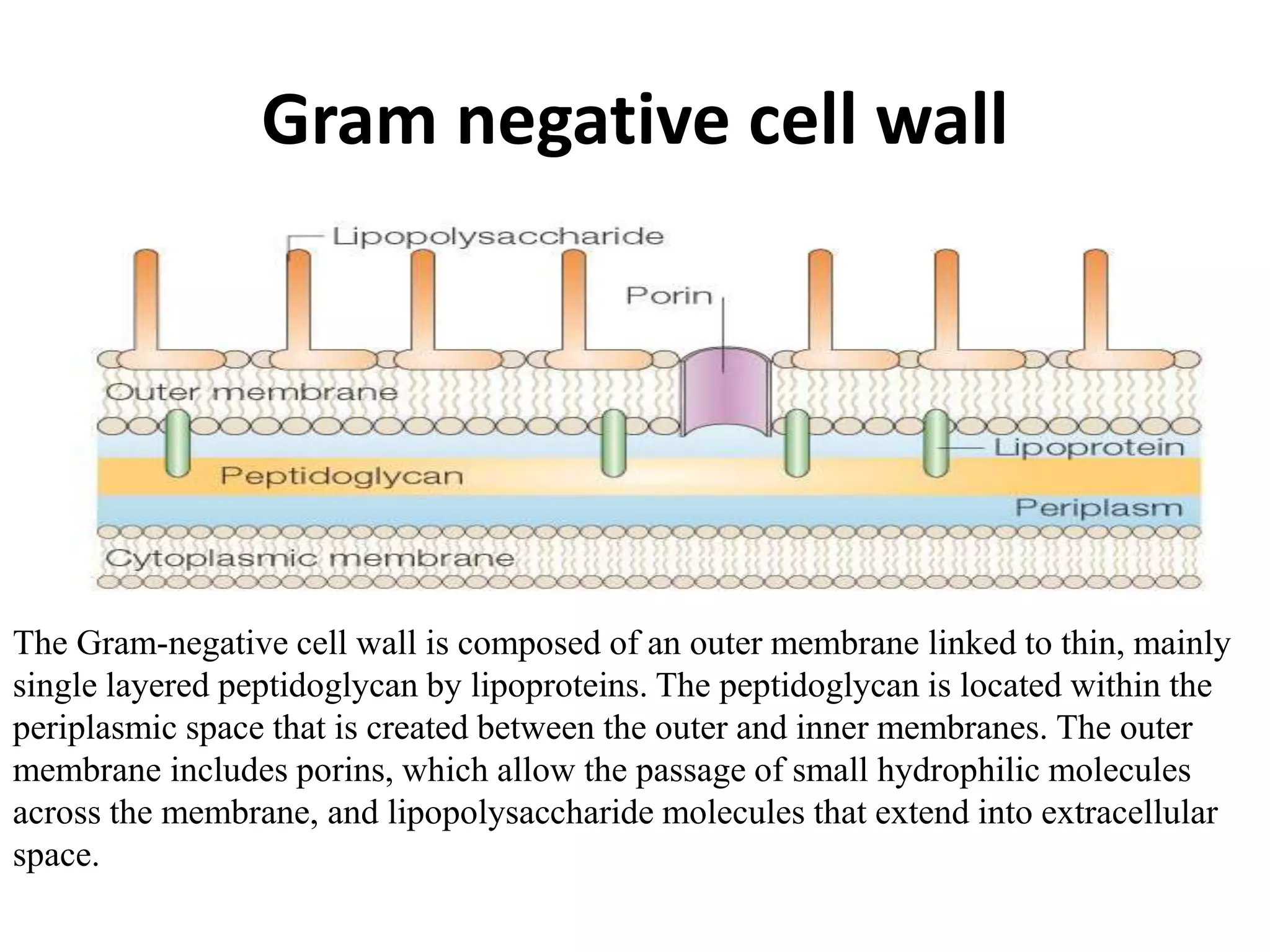 Gram negative cell wall
The Gram-negative cell wall is composed of an outer membrane linked to thin, mainly
single layered peptidoglycan by lipoproteins. The peptidoglycan is located within the
periplasmic space that is created between the outer and inner membranes. The outer
membrane includes porins, which allow the passage of small hydrophilic molecules
across the membrane, and lipopolysaccharide molecules that extend into extracellular
space.
 