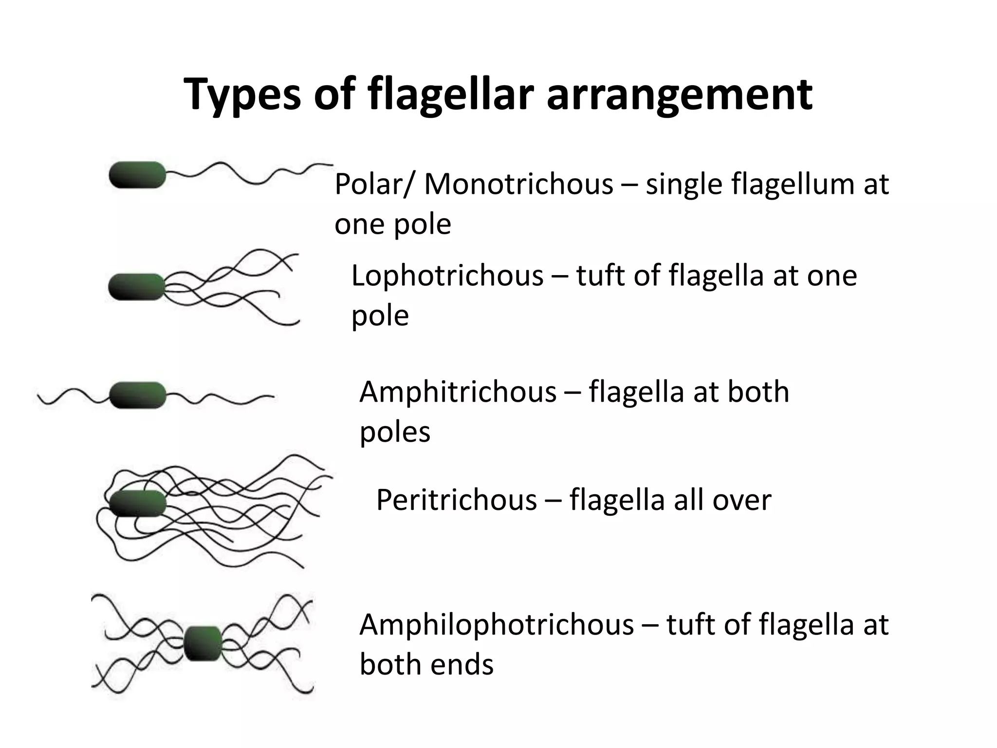 Types of flagellar arrangement
Polar/ Monotrichous – single flagellum at
one pole
Lophotrichous – tuft of flagella at one
pole
Amphitrichous – flagella at both
poles
Peritrichous – flagella all over
Amphilophotrichous – tuft of flagella at
both ends
 