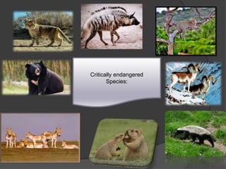 .
.
Critically endangered
Species:
 