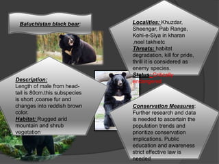 . Baluchistan black bear:
Description:
Length of male from head-
tail is 80cm.this subspecies
is short ,coarse fur and
changes into reddish brown
color.
Habitat: Rugged arid
mountain and shrub
vegetation
Localities: Khuzdar,
Sheengar, Pab Range,
Kohi-e-Siya in kharan
,neel takhietc
Threats: habitat
degradation, kill for pride,
thrill it is considered as
enemy species.
Status: Critically
endangered
Conservation Measures:
Further research and data
is needed to ascertain the
population trends and
prioritize conservation
implications. Public
education and awareness
strict effective law is
needed
 