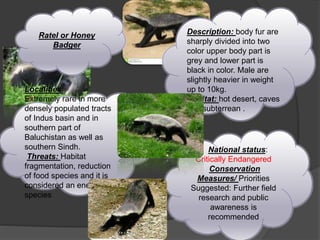 .
,
Ratel or Honey
Badger
National status:
Critically Endangered
Conservation
Measures/ Priorities
Suggested: Further field
research and public
awareness is
recommended
Description: body fur are
sharply divided into two
color upper body part is
grey and lower part is
black in color. Male are
slightly heavier in weight
up to 10kg.
Habitat: hot desert, caves
and subterrean .
Localities:
Extremely rare in more
densely populated tracts
of Indus basin and in
southern part of
Baluchistan as well as
southern Sindh.
Threats: Habitat
fragmentation, reduction
of food species and it is
considered an enemy
species
 