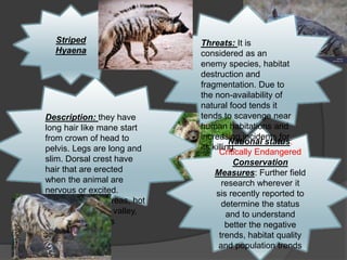 Striped
Hyaena
Description: they have
long hair like mane start
from crown of head to
pelvis. Legs are long and
slim. Dorsal crest have
hair that are erected
when the animal are
nervous or excited.
Habitat: Rocky areas, hot
desert, wild open valley,
semi-desert areas
National status:
Critically Endangered
Conservation
Measures: Further field
research wherever it
sis recently reported to
determine the status
and to understand
better the negative
trends, habitat quality
and population trends
Threats: It is
considered as an
enemy species, habitat
destruction and
fragmentation. Due to
the non-availability of
natural food tends it
tends to scavenge near
human habitations and
increasing incidents for
its killing.
 