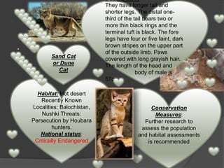 .
.
Sand Cat
or Dune
Cat
Conservation
Measures:
Further research to
assess the population
and habitat assessments
is recommended
Habitat: Hot desert
Recently Known
Localities: Balochistan,
Nushki Threats:
Persecution by Houbara
hunters.
National status:
Critically Endangered
Description:,
They have longer tail and
shorter legs. The distal one-
third of the tail bears two or
more thin black rings and the
terminal tuft is black. The fore
legs have four or five faint, dark
brown stripes on the upper part
of the outside limb. Paws
covered with long grayish hair.
The length of the head and
body of male is
57cm.
 