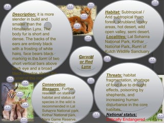 .
 .
Caracal
or Red
Lynx
Threats: habitat
fragmentation, shortage
of food due to drought
effects, poisoning by
shepherds, and
increasing human
disturbance in the core
habitats.
National status:
Critically Endangered
Description: it is more
slender in build and
smaller than the
Himalayan Lynx. The
body fur is short and
dense. The backs of the
ears are entirely black
with a frosting of white
hairs. face bears black
marking in the form of two
short vertical bars above
each eye and a broad
black smudge above the
corner of the mouth and
at the base of the
vibrissae. The area
around
lips and chin is
whitish
Habitat: Subtropical /
Arid subtropical thorn
forest, scrubland, rocky
areas, hot desert, wild
open valley, semi desert.
Localities: Lal Sohanra
National Park, Kirthar
National Park, Runn of
Kutch Wildlife Sanctuary
Conservation
Measures : Further
research on state of
habitat and status of
species in the wild is
recommended in Lal
Suhanra National park,
Kirthar National park,
Nara Game Reserve,
 