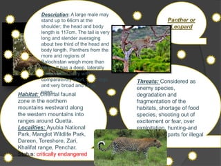 .
.
Panther or
Leopard
Threats: Considered as
enemy species,
degradation and
fragmentation of the
habitats, shortage of food
species, shooting out of
excitement or fear, over
exploitation, hunting-and
gathering of parts for illegal
trade
Habitat: Oriental faunal
zone in the northern
mountains westward along
the western mountains into
ranges around Quetta.
Localities: Ayubia National
Park, Manglot Wildlife Park,
Dareen, Toreshore, Zari,
Khalifat range, Penchar.
Status: critically endangered
Description: A large male may
stand up to 66cm at the
shoulder; the head and body
length is 117cm. The tail is very
long and slender averaging
about two third of the head and
body length. Panthers from the
more arid regions of
Balochistan weigh more than
40 kg. It has a deep, laterally
compressed body with
comparatively short, stout legs
and very broad and large
paws.
 
