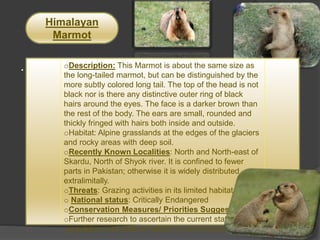 .
.
Himalayan
Marmot
oDescription: This Marmot is about the same size as
the long-tailed marmot, but can be distinguished by the
more subtly colored long tail. The top of the head is not
black nor is there any distinctive outer ring of black
hairs around the eyes. The face is a darker brown than
the rest of the body. The ears are small, rounded and
thickly fringed with hairs both inside and outside.
oHabitat: Alpine grasslands at the edges of the glaciers
and rocky areas with deep soil.
oRecently Known Localities: North and North-east of
Skardu, North of Shyok river. It is confined to fewer
parts in Pakistan; otherwise it is widely distributed
extralimitally.
oThreats: Grazing activities in its limited habitat
o National status: Critically Endangered
oConservation Measures/ Priorities Suggested:
oFurther research to ascertain the current status of
population and state of habitat is recommended.
 