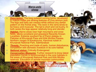 Marco polo
sheep
 Description: The long outward curving horns, developed
in mature males are striking features of Ovis ammon polii.
The legs and belly are creamy-white without any darker
pattern on the frontal area. The neck in the rams tends to
be heavy and muscular. The tail is short and not bushy. In
both sexes the legs appear relatively long and slender.
 Habitat: Alpine areas near high mountains and snow
fields, alpine scrubland and grassland Recently Known
Localities: Extreme southern tip of Pamir plateau in
Pakistan at Khunjerab Pass and Kilik Mintika Passes.
Northern ranges of Karakorums, Karchnai nullah in
Khunjerab National Park, Sakhtarabad
 Threats: Poaching and trade of parts, human disturbance,
competition with domestic livestock in its core habitat.
 National status: Critically Endangered
 Conservation Measures: Further research to know latest
population trends is recommended in the core habitats in
the areas of Khunjerab National Park and Kilik Mintika
reserves. Education of remote mountain communities
about the importance of the species, strict law
enforcement as well as regular mentoring of the existing
populations is highly recommended. Redcution in grazing
pressure is highly recommended.
 