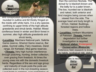 .
 .
Musk
deer
Hairy-
armed
Bat
than the common Noctule. The
dorsal fur is blackish-brown and
the belly fur is a paler brown.
The low, rounded ear is blackish
and naked, both anterior and
hind margins being convex when
viewed from the side. The
average head and body length is
67mm. Habitat: Buildings,
forested regions and hollow
trees.
• Localities: northern Mountains
of Pakistan. Threats: Habitat
degradation but further
investigation is required.
• National status: Endangered
• Conservation Measures:
Extensive field research to know
its habits, ecological role, status
trends, distribution and public
awareness is recommended.
•Description: This little deer has very
peculiar speckled coarse fur, hind legs longer
than the fore, longer than a high arched spine
and conspicuous upstanding ears which are
rounded in outline and 62 thickly fringed on
the inside with white hairs. It is a shy species
confining to upper limits of the high altitude
grasslands and shrub lands. Habitat: Mixed
coniferous forest in winter and Birch forest in
summer, also high altitude grasslands and
shrub lands.
•Localities: Machiara National park, Salkhla
Game reserve, Ghamot Game reserve, Bar
palas, Gumrat valley, Fairy meadows, Darel
range, Dir Kohistan, Moji game reserves.
•Threats: Very high human interference
through poaching, hunting, timber collection,
over grazing from livestock. At times the
young ones mix with the domestic livestock
herds. Regardless of the sex and age group
and maturity of musk pods the pods are
collected even in the non-breeding season.
 