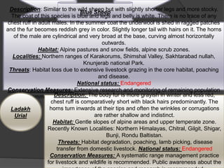 .
 .
Blue Sheep
Description: Similar to the wild sheep but with slightly shorter legs and more stocky.
The coat of this species is blue and legs and belly is white. There is no trace of any
chest ruff in adult males. In the summer coat the underwool is shed in ragged patches
and the fur becomes reddish grey in color. Slightly longer tail with hairs on it. The horns
of the male are cylindrical and very broad at the base, curving almost horizontally
outwards.
Habitat: Alpine pastures and snow fields, alpine scrub zones.
Localities: Northern ranges of Karakorums, Shimshal Valley, Sakhtarabad nullah,
Knunjerab national Park.
Threats: Habitat loss due to extensive livestock grazing in the core habitat, poaching
and disease.
National status: Endangered
Conservation Measures: Extensive research and monitoring of remaining population
is recommended. Strict law enforcement and community-based conservation/
sustainable use .
Ladakh
Urial
Description: The body fur is more grayish in winter and less red,
chest ruff is comparatively short with black hairs predominantly. The
horns turn inwards at their tips and often the wrinkles or corrugations
are rather shallow and indistinct.
Habitat: Gentle slopes of alpine areas and upper temperate zone.
Recently Known Localities: Northern Himalayas, Chitral, Gilgit, Shigar,
Bunji, Rondu Baltistan.
Threats: Habitat degradation, poaching, lamb picking, disease
transfer from domestic livestock. National status: Endangered
Conservation Measures: A systematic range management practice
for livestock and wildlife is recommended. Public awareness about the
 