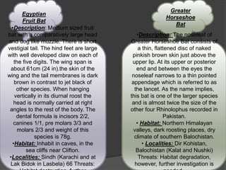 .
 .
Egyptian
Fruit Bat
Greater
Horseshoe
Bat
•Description: Medium sized fruit
bat with a comparatively large head
and dog like muzzle. There is short
vestigial tail. The hind feet are large
with well developed claw on each of
the five digits. The wing span is
about 61cm (24 in).the skin of the
wing and the tail membranes is dark
brown in contrast to jet black of
other species. When hanging
vertically in its diurnal roost the
head is normally carried at right
angles to the rest of the body. The
dental formula is incisors 2/2,
canines 1/1, pre molars 3/3 and
molars 2/3 and weight of this
species is 78g.
•Habitat: Inhabit in caves, in the
sea cliffs near Clifton.
•Localities: Sindh (Karachi and at
Lak Bidok in Lasbela) 66 Threats:
•Description: The noseleaf of
Greater Horseshoe Bat consists of
a thin, flattened disc of naked
pinkish brown skin just above the
upper lip. At its upper or posterior
end and between the eyes the
noseleaf narrows to a thin pointed
appendage which is referred to as
the lancet. As the name implies,
this bat is one of the larger species
and is almost twice the size of the
other four Rhinolophus recorded in
Pakistan.
• Habitat: Northern Himalayan
valleys, dark roosting places, dry
climate of southern Balochistan.
• Localities: Dir Kohistan,
Balochistan (Kalat and Nushki)
Threats: Habitat degradation,
however, further investigation is
 