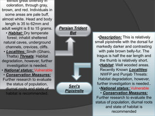 .
 . Persian Trident
Bat
Savi’s
Pipistrelle
exhibit great diversity in
coloration, through gray,
brown, and red. Individuals in
some areas are pale buff,
almost white. Head and body
length is 35 to 62mm and
adult weight is 8 to 15 grams.
• Habitat: Dry temperate
forest; inhabit sheltered
natural caves, underground
channels, crevices, cliffs.
• Localities: Sindh (Gharo,
Thatta) Threats: Habitat
degradation, however, further
investigation is needed.
• National status: Vulnerable
• Conservation Measures:
Further research to evaluate
the status of population,
diurnal roots and state of
habitat is recommended.
•Description: This is relatively
small pipistrelle with the dorsal fur
markedly darker and contrasting
with pale brown belly-fur. The
tragus is half the ear length and
the thumb is relatively short.
•Habitat: Well wooded areas.
Recently Known Localities:
NWFP and Punjab Threats:
Habitat degradation, however,
further investigation is needed..
•National status: Vulnerable
• Conservation Measures:
Further research to evaluate the
status of population, diurnal roots
and state of habitat is
recommended
 