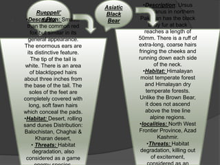 .
 .
Rueppell’
s Fox
Asiatic
Black
Bear•Description: Smaller
than the common red
fox but similar in its
general appearance.
The enormous ears are
its distinctive feature.
The tip of the tail is
white. There is an area
of blacktipped hairs
about three inches from
the base of the tail. The
soles of the feet are
completely covered with
long, soft fawn hairs
which conceal the pads.
•Habitat: Desert, rolling
sand dunes Distribution:
Balochistan, Chaghai &
Kharan desert,
• Threats: Habitat
degradation, also
considered as a game
•Description: Ursus
thibetanus in northern
Pakistan has the black
body fur at back
reaches a length of
50mm. There is a ruff of
extra-long, coarse hairs
fringing the cheeks and
running down each side
of the neck.
•Habitat: Himalayan
moist temperate forest
and Himalayan dry
temperate forests.
Unlike the Brown Bear,
it does not ascend
above the tree line
alpine regions.
•localities: North West
Frontier Province, Azad
Kashmir.
•Threats: Habitat
degradation, killing out
of excitement,
 