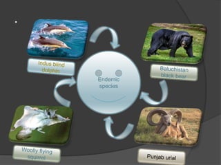 .
Endemic
species
 