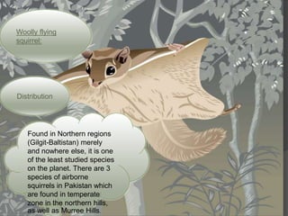 .
Found in Northern regions
(Gilgit-Baltistan) merely
and nowhere else, it is one
of the least studied species
on the planet. There are 3
species of airborne
squirrels in Pakistan which
are found in temperate
zone in the northern hills,
as well as Murree Hills.
Distribution
Woolly flying
squirrel:
 