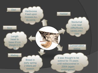 .
Breed in
early spring
2 litters per
season
Herbivores
Feed upon
mosses,bu-
ds,corns.
Nocturnal
Live near
cliffs(Rocky
caves,crev-
ices
it was thought to be
extinct for 70 years
until rediscovered in
2004 (again
endangered)
Length
head to
base 61cm
Weight:2.5
kg
Diet:
Size:
Mating:
Conservation
status;
Habitat
 