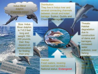 .Indus Blind
dolphin
(Palanista minor)
Threats:
Habitat
degradation
due to
construction
of dams and
barrages,
increased
water
pollution, over
fishing
practices,
considered
harmful
species by
fishermen,
Distribution:
They live in Indus river and
several connecting channels
between Jinnah and kotari
barrage. Sukkur, Guddu and
Chashma barrages.
Habitat:
Fresh waters, revering
habitats such as Indus ,
National status: Endangered
Size: Indus
River dolphin
is 7-8.5 feet
long and
weight 150-
200 pounds.
Diet: they
depend on
echolocation
for finding
their prey
 